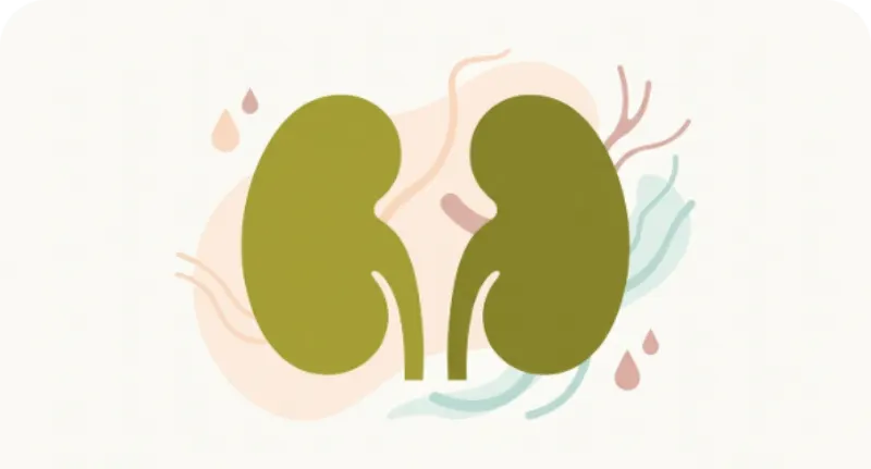 Metabolismo